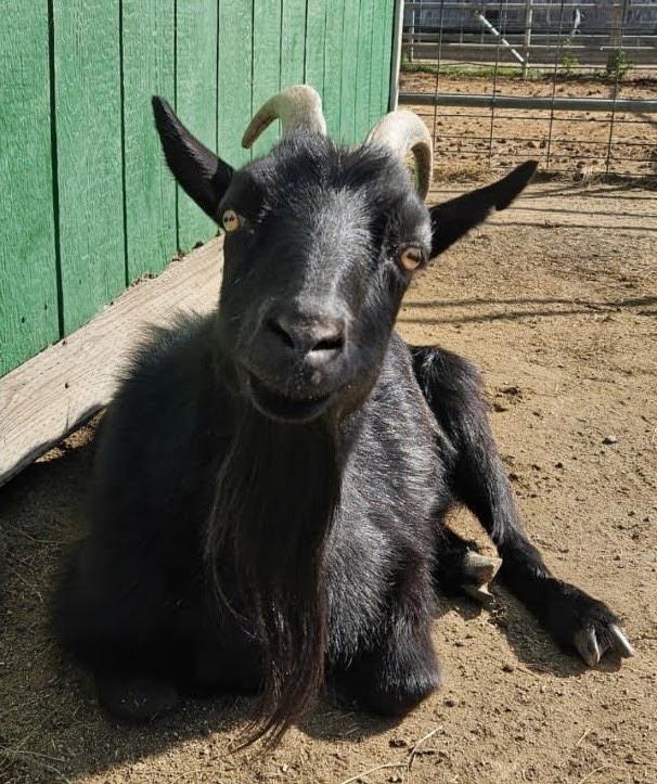 Jett